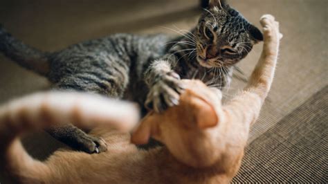 Are Your Cats Having Fun Or Fighting Here Are Some Ways To Tell