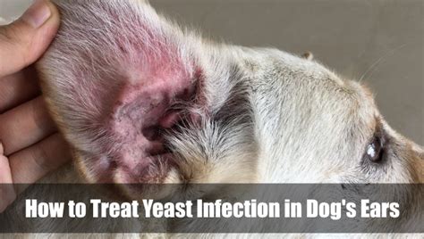 How To Treat Yeast Infection In Dogs Ears 2024 Vet Ranch We Love Pets