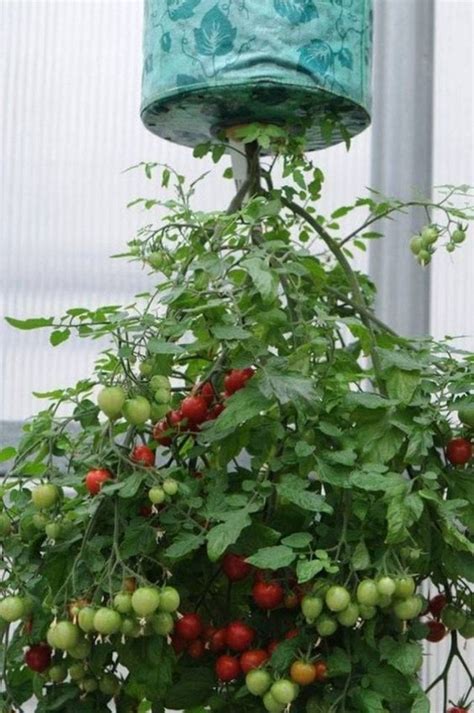 Grow Your Own Upside Down Tomato Planter The Garden