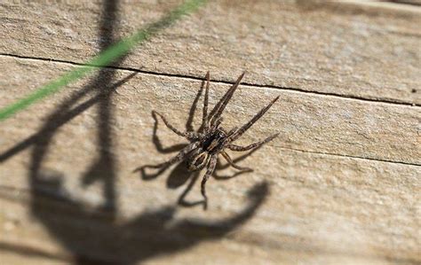 Is It Bad To Have Wolf Spiders Around My Lincoln Home