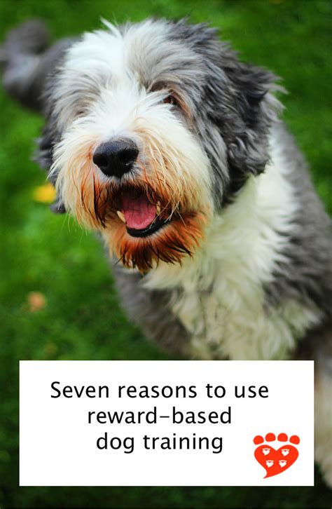 Companion Animal Psychology Seven Reasons To Use Reward Based Dog Training
