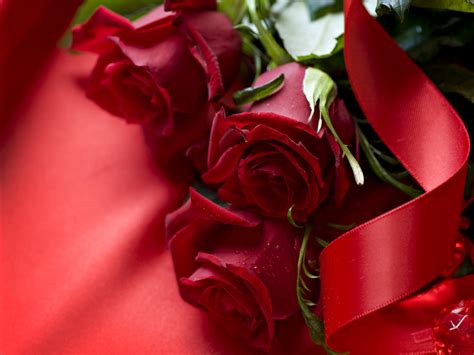 Beautiful Red Rose Wallpaper Photo