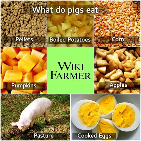 How To Feed Pigs Wikifarmer