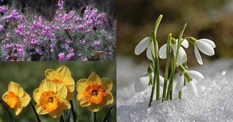 20 Flowers That Bloom In Winter Gardening Channel