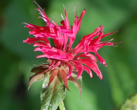 Benefits And Care Of Red Bee Balm Plants