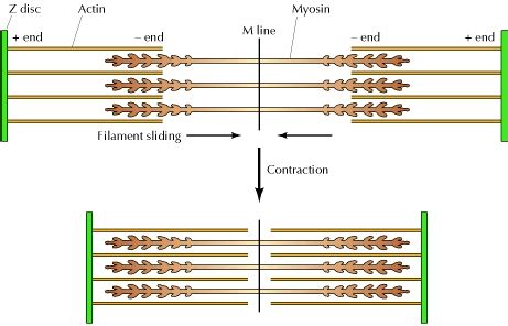 The Sliding Filament Theory The School Of Biomedical Sciences Wiki