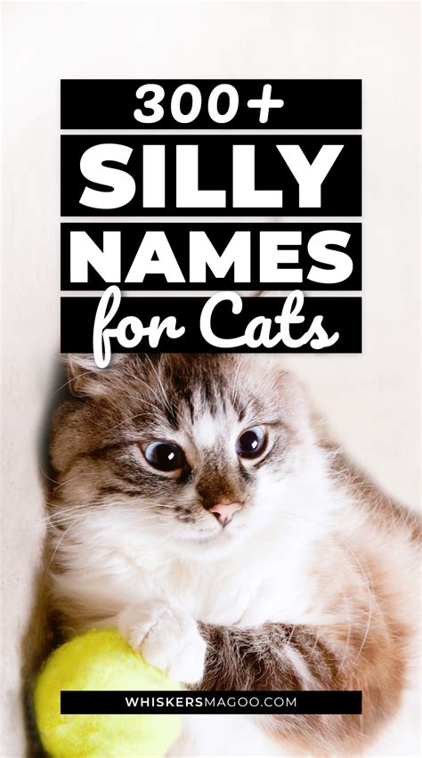 300 Silly And Stupid Names For Cats And Kittens Whiskers Magoo