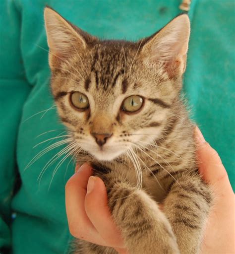 This cat adoption questionnaire is first step of our adoption process, which also includes a home visit, the signing of an adoption contract, and payment of our adoption fee. 30 rescued kittens ready for adoption today!