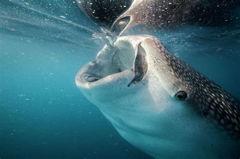 Whale Shark Feeding Photograph By Christopher Swann Pixels
