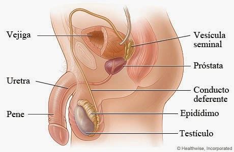 Sistema Reproductor Femenino Y Masculino Para Imprimir Material Para