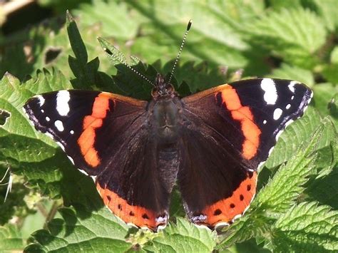 Lizzie Lenard Vintage Sewing A Pretty Picture For Sunday Red Admiral