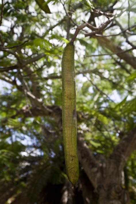 Royal Poinciana Seed Pod Clippix Etc Educational Photos For Students