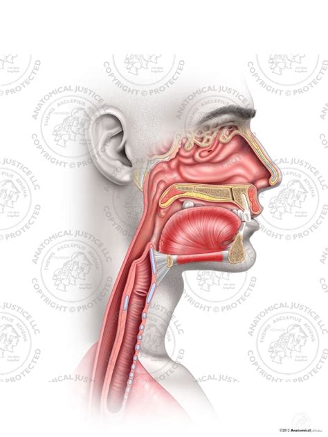 Normal Male Anatomy Of The Right Throat No Text
