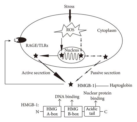 Schema Depicting The Structure Of Hmgb And The Molecular Mechanisms Download Scientific