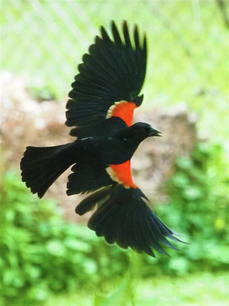 Red Winged Blackbird In Flight