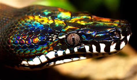 Meet The Rainbow Serpent The White Lipped Python