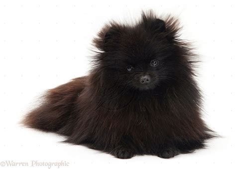 Dog Black Pomeranian Photo Black Pomeranian Pomeranian Dog