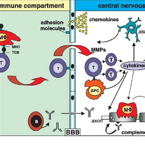 Regulation Of Autoreactive T Cells In The Immune System Download Scientific Diagram