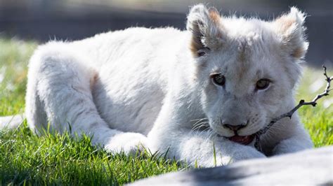 White Lion Cub Wallpaper Backiee