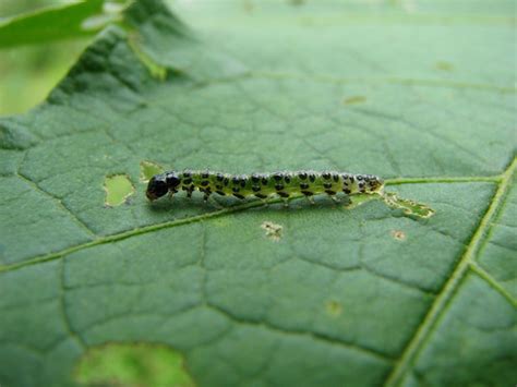 This type of caterpillar will turn into a spotted tussock moth, mottled tiger or spotted. Green black caterpillar | Tropical green black caterpillar ...