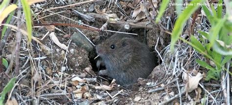 5 Tips To Naturally Control Voles Northwest Center For Alternatives
