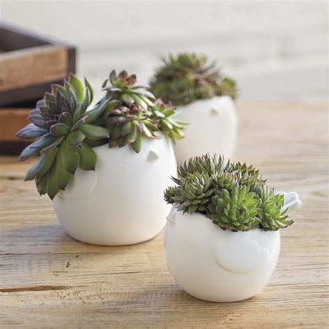 Hen Chicks Succulents Eclectic Indoor Pots And Planters By