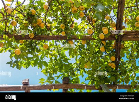 Italy Lemon Orchard Hi Res Stock Photography And Images Alamy