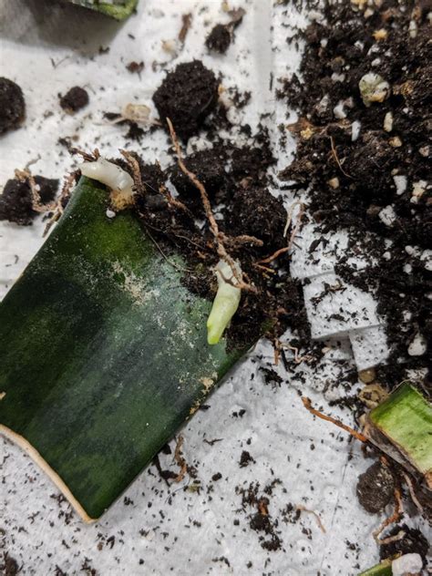 Cactus propagation is a fantastic method of increasing your cactus supply without spending a cent. How to Propagate Snake Plants | Snake plant, Snake plant ...