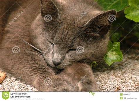 Sleeping Gray Kitty Cat Stock Image Image Of Wake Time 44988693