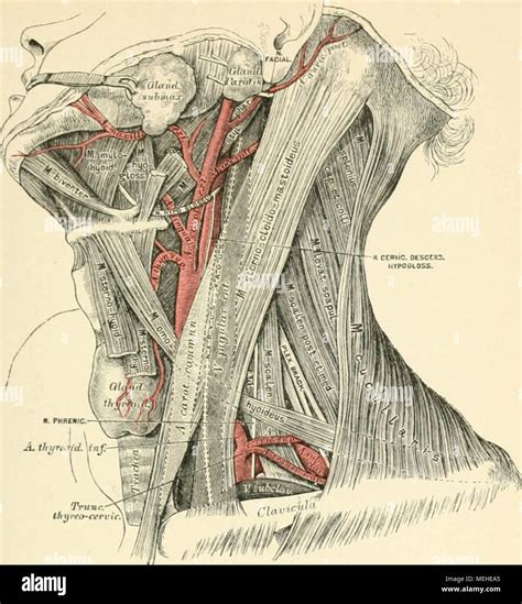 Anatomie Der Halswirbel Hi Res Stock Photography And Images Alamy