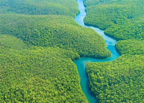 Gambar Indahnya Hutan Kalimantan Rimbawan Foto Gambar Di Rebanas Rebanas