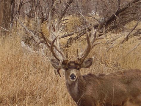 Fands Exclusive Highest Scoring Mule Deer Shed Of All Time Found In