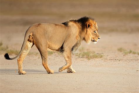 Lion Tail Stock Photos Pictures And Royalty Free Images Istock