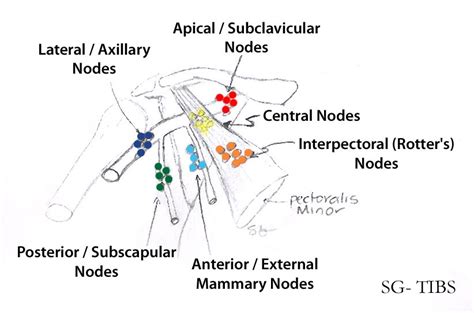 The International Blog Of Surgery Axillary Lymph Nodes