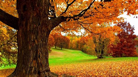 Spectacular Autumn Scene Hd Wallpaper Download