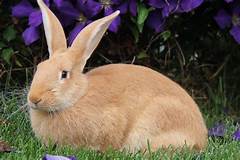 New Zealand Rabbits For Sale Craigslist