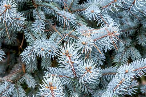 How To Grow And Care For Colorado Blue Spruce