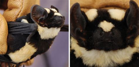 44 Weirdest Looking Bat Species That Are Harmless To Humans Laptrinhx