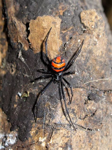Latrodectus Curacaviensis Black Widow Spider Spider Weird Animals