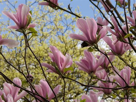 Garden Gallery | The Place for Plants