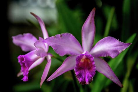 Magenta Orchids Photograph By Janet Corradini