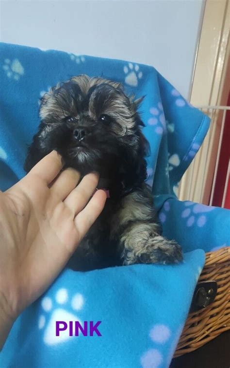 F1 Merle Shihpoo Shih Tzu X Toy Poodle In Droitwich Worcestershire