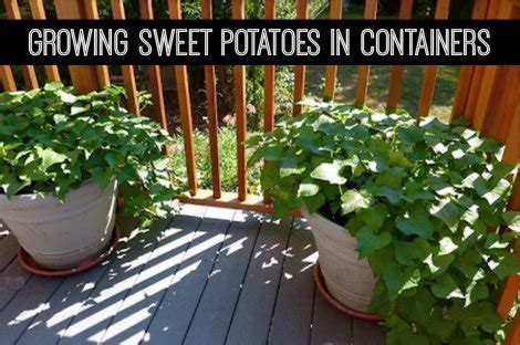 How long does it take for cubed potatoes to cook? Growing Sweet Potatoes In Containers
