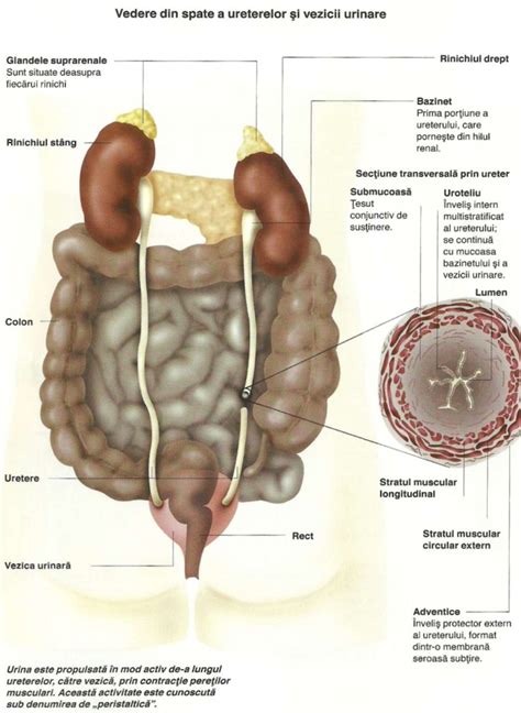 Pancreasul Corpul Uman Anatomie Corpul Uman Informatii Medicale My XXX Hot Girl