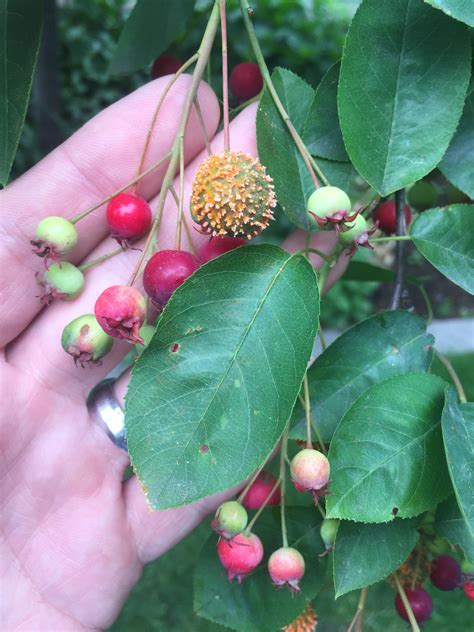 I Think Serviceberry But Whats With The One Fuzzy Fruit R