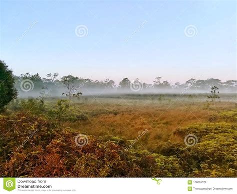 Fog And Mist At The Grassland In The Winter Morning Stock Image