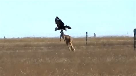 In An Act Of Arrogance The Eagle Assaults The Kangaroo Nearly Killing