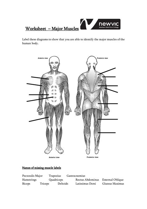 6 best printable worksheets muscle anatomy. Blank Muscle Diagram to Label Unique 13 Best Of Muscle Labeling Worksheet Label in 2020 | Muscle ...