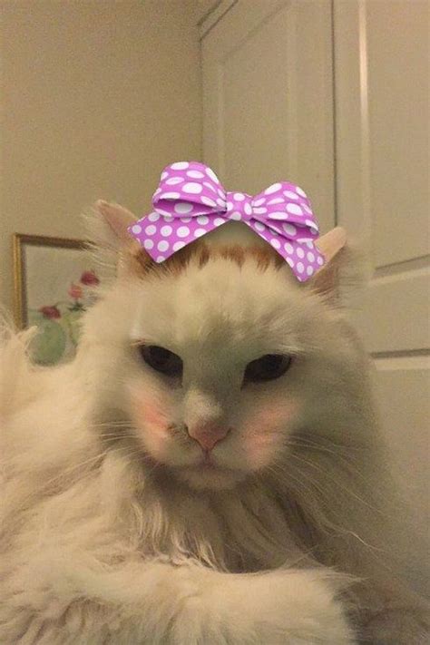 22 Pets Who Have Mastered Snapchat Snap Cat Animals Pets