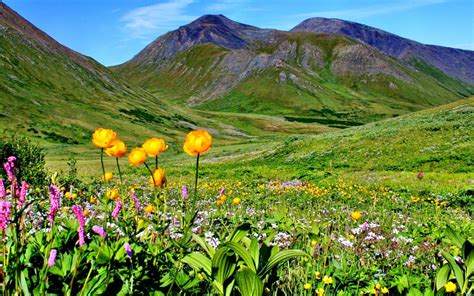 Mountain Meadow With Flowers And Green Grass Mountainsblue Sky Desktop